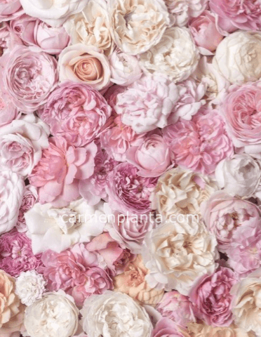 Omaggio da concordare a telefono al nostro numero